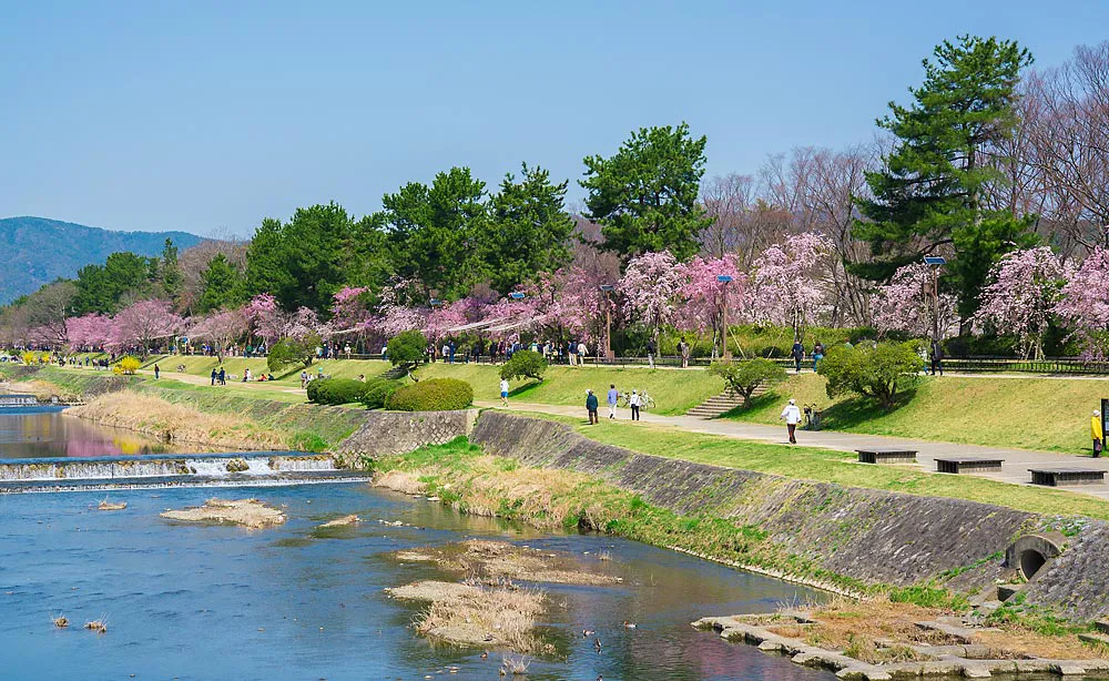 半木の道：春の八重紅しだれ桜のトンネルでも知られる800mほど続く賀茂川沿いの散歩道
