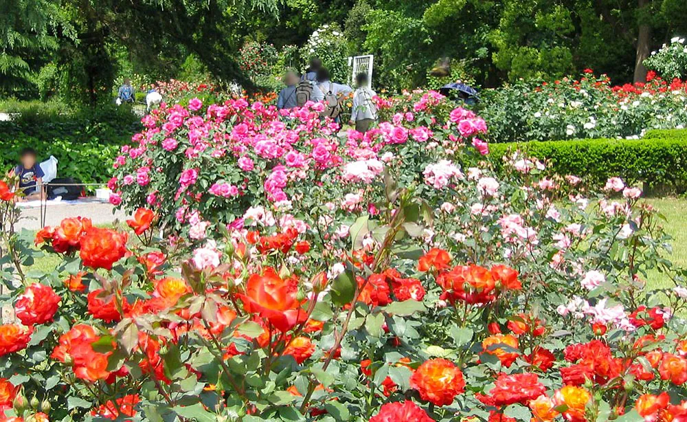 京都府立植物園：比叡山を借景としたばら園には、貴船など京都にちなんだばらが20種類も植えられています