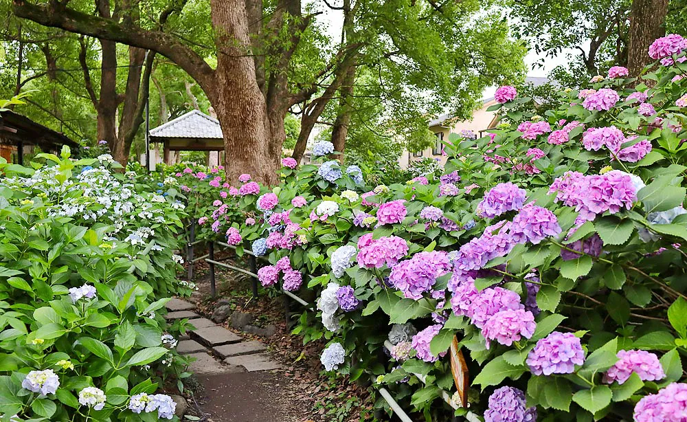 藤森神社：境内にある2ヶ所の「紫陽花苑」に咲く約3500株のアジサイ（例年6月中旬頃のイメージ）