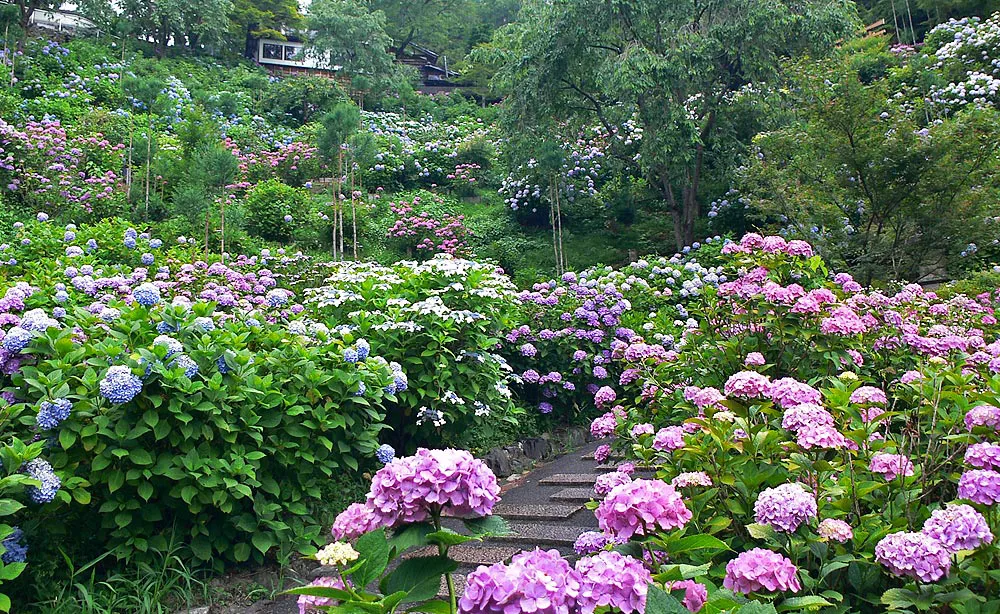 善峯寺：約1万本もの紫陽花が斜面を彩る「白山 桜あじさい苑」では木々や苔との美しいコントラストが楽しめます（例年6月下旬頃のイメージ）