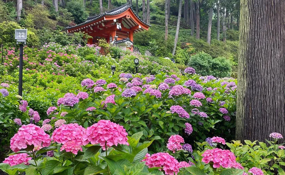 三室戸寺：約50種類2万株のアジサイが咲く「あじさい園」（例年6月中旬頃のイメージ）