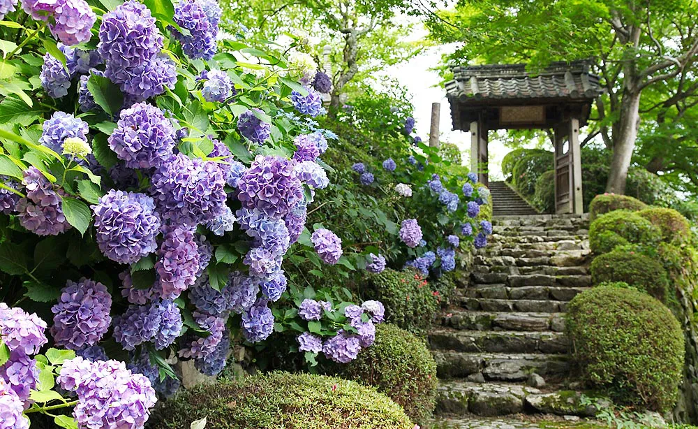 善峯寺：「白山 桜あじさい苑」をはじめ諸堂周辺をアジサイが彩る（写真は経堂・桂昌院廟付近。例年6月下旬頃のイメージ）