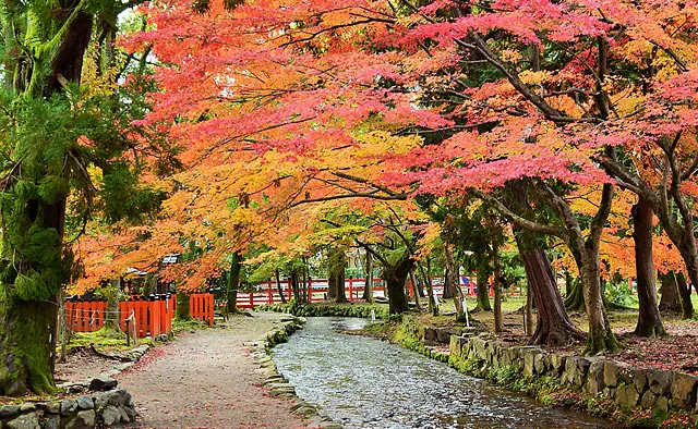 上賀茂神社：境内に流れる御物忌川と御手洗川が合流した「ならの小川」付近は、紅葉がトンネルのようになっています。川沿いに散ったモミジが作る、紅葉絨毯が見られることも