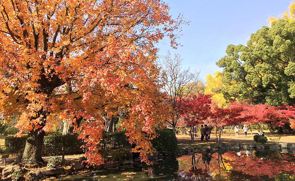 渉成園：鮮やかに紅葉するイロハモミジの並木が美しい「丹楓渓（たんぷうけい）」の景色