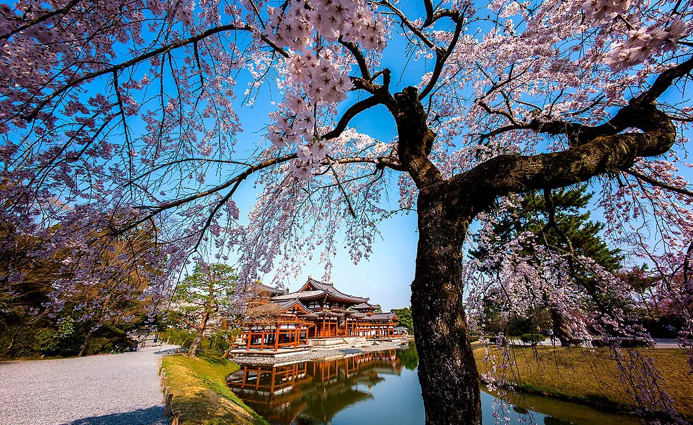 平等院：阿字池に浮かぶ「鳳凰堂」を取り囲むように桜が並ぶ日本最古の浄土庭園