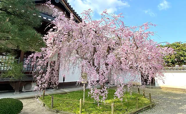 平等院：平等院の塔頭である「浄土院」は、ちょうど「鳳凰堂」の背面側にあります。庭先には3月上旬から下旬にかけて大きな木瓜に真っ赤な花が咲き、3月下旬には枝垂れ桜との共演が楽しめます
