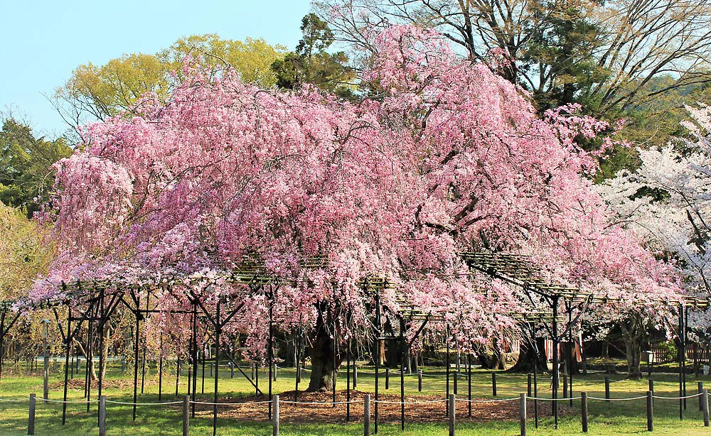 上賀茂神社：葵祭の象徴・斎王の名を冠した紅枝垂れ桜の「斎王桜」