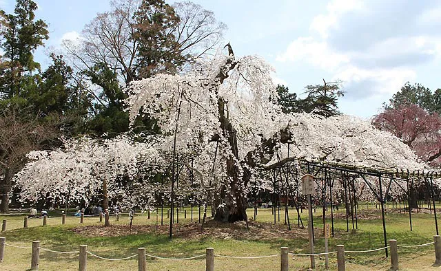 上賀茂神社：斎王桜に並ぶ古木である早咲きの「御所桜」は淡い花の色が特徴的な枝垂れ桜。孝明天皇が京都御所より御下賜された桜として、この名で呼ばれています
