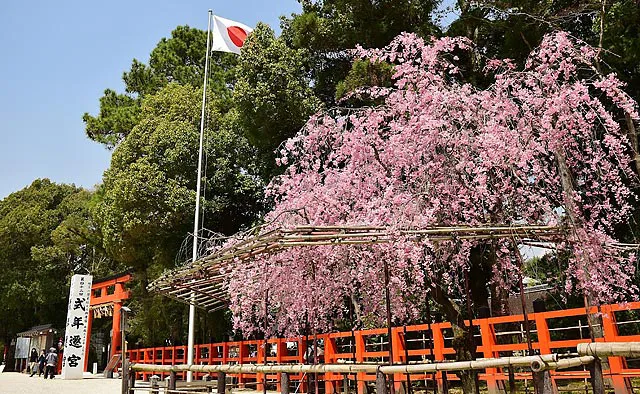上賀茂神社：二の鳥居前では、ピンク色が目を引く紅枝垂れ桜の「風流桜」を見ることができます。葵祭ではこの風流桜の木が風流傘と花傘を並べる目印になります