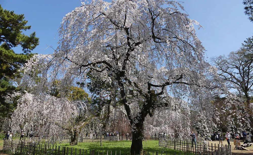 京都御苑：五摂家筆頭・近衞家の邸宅跡庭園は「近衞邸跡の糸桜」と呼ばれる枝垂れ桜の名所としても知られています
