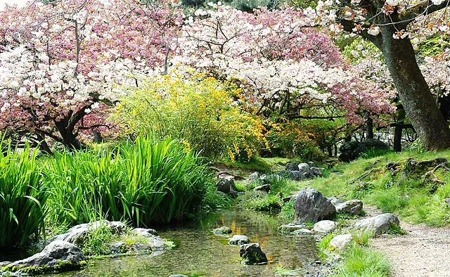 京都御苑：御苑内の西南にある「出水の小川」は水とふれあえるように作られた100mほどの小川。周辺には多くの品種の桜が植えられ、水のせせらぎと桜の共演を見ることができます