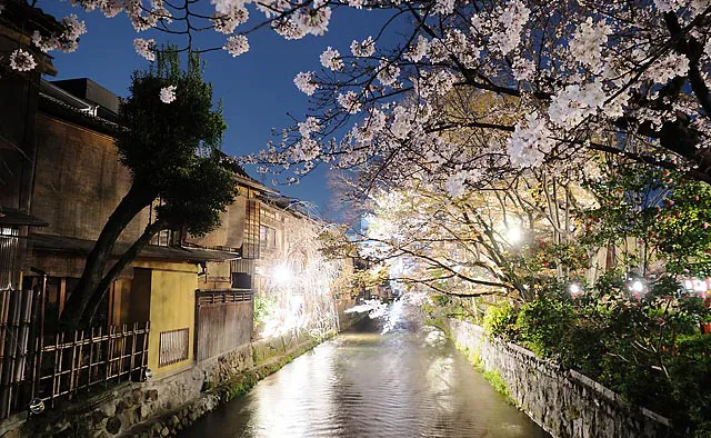 祇園 白川：春には40本ほどの桜が彩りを添え、さらに美しさを纏う祇園白川。地域のお店や住民が主体となって開催される「祇園白川宵桜ライトアップ」は、例年見頃の3月下旬に行われます