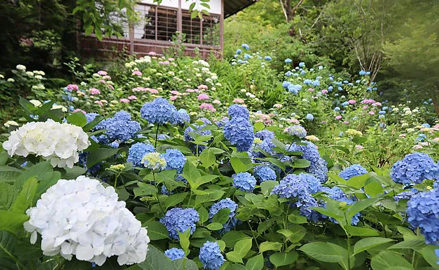 三千院：金色不動堂手前では、数千株のあじさいが植えられています。6月中旬から小あじさいから咲き始め、希少な星あじさい（七段花）・山あじさい・額あじさいなどが順に咲き継ぎ、7月に入っても楽しむことができます