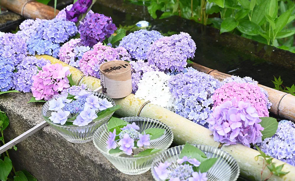 二尊院：約5万坪の境内で育つ季節の花で花手水が行われ、夏には人気のアジサイが登場します