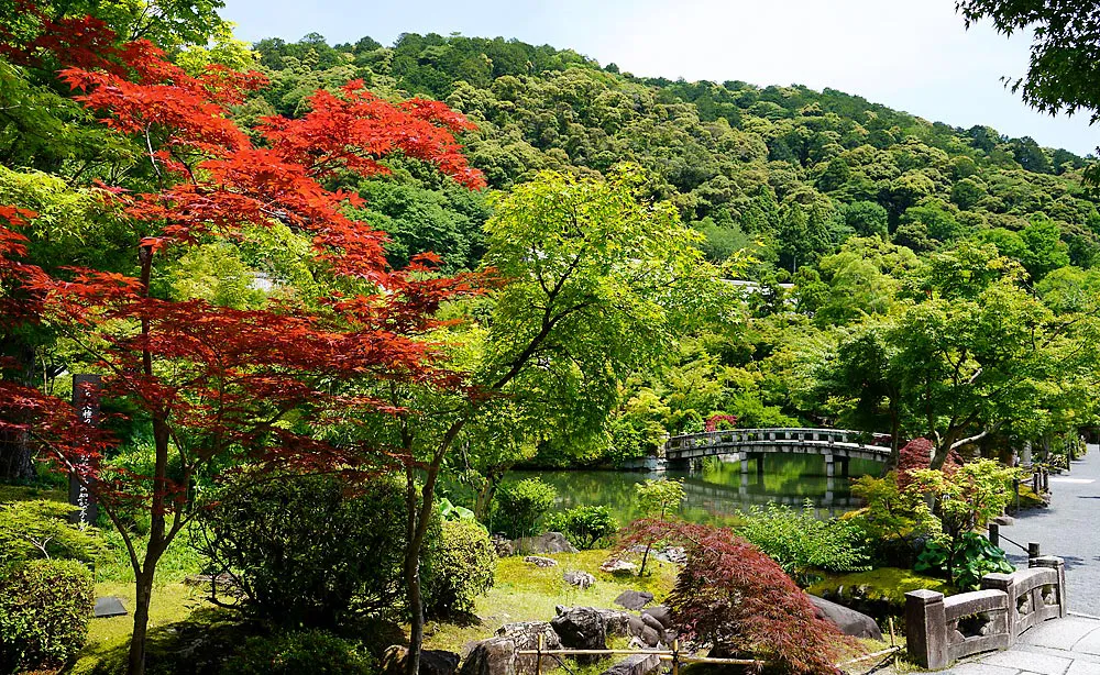 永観堂 禅林寺：秋に人気の放生池で、夏には山々の新緑と常に赤い種類の紅葉2色の共演が楽しめます