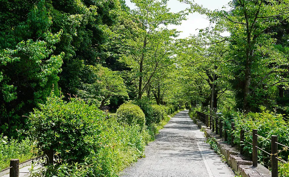 哲学の道：哲学者・西田幾太郎にちなみ名づけられた「哲学の道」。脇を流れる琵琶湖疏水の運河は南から北へと流れています