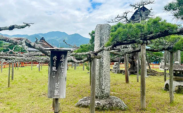 唐崎神社：枝を傘のように広げる霊松「唐崎の松」は現代三代目の老木です。近くには種から育てた後継樹が植えられています