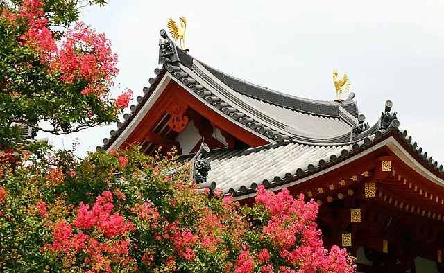 平等院：庭園の発掘調査で創建時の地層から花粉が発見された「百日紅」。8月から9月上旬に見頃を迎え、平安貴族たちが愛でた夏景色に近い様相を感じることができます