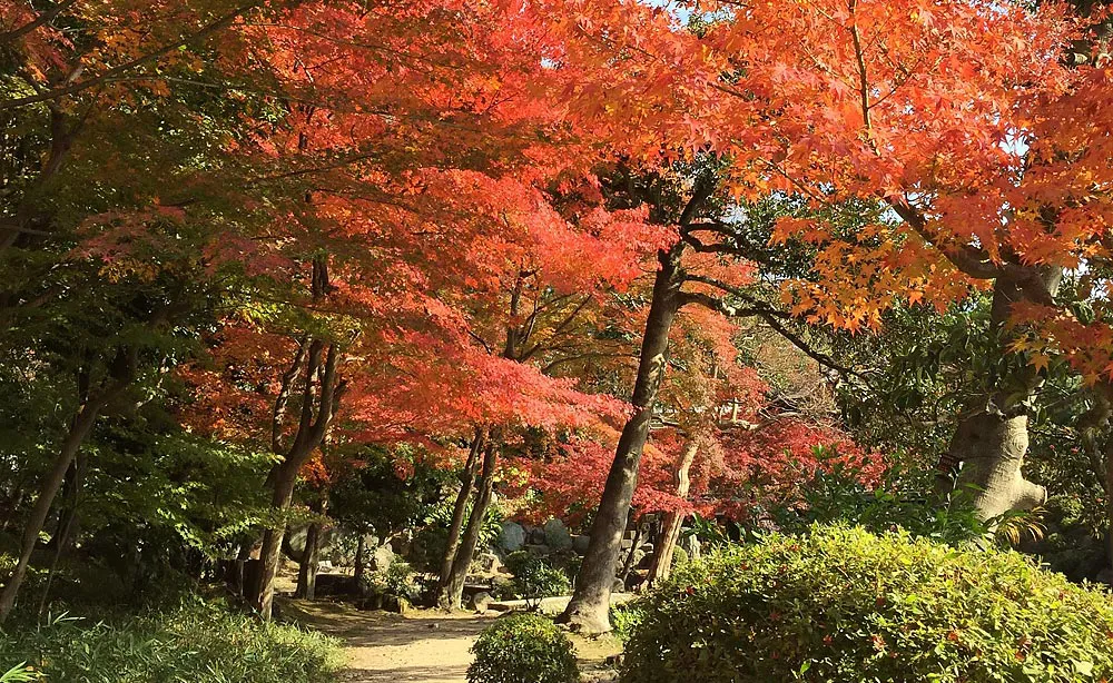 渉成園：通路の両側に植えられた丹＝朱色に染まる楓の秋景色が見事な「丹楓渓（たんぷうけい）」