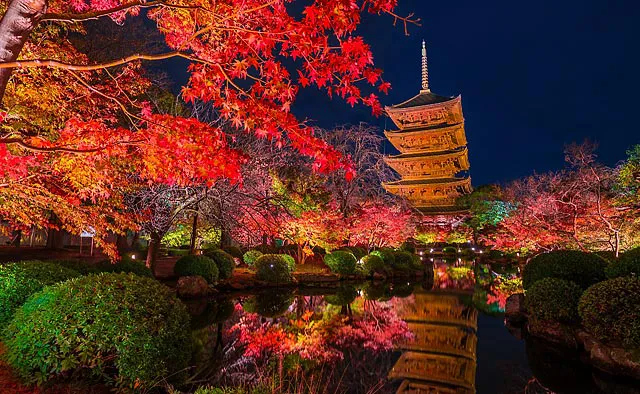 東寺：境内には約200本のモミジが植えられ真っ赤に色づきます。重厚な建造物とのコントラストはここでしか見られない美しさです