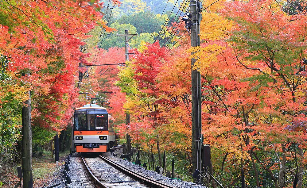 叡山電車（もみじのトンネル）：約280本ものイロハモミジやオオモミジが包む「もみじのトンネル」