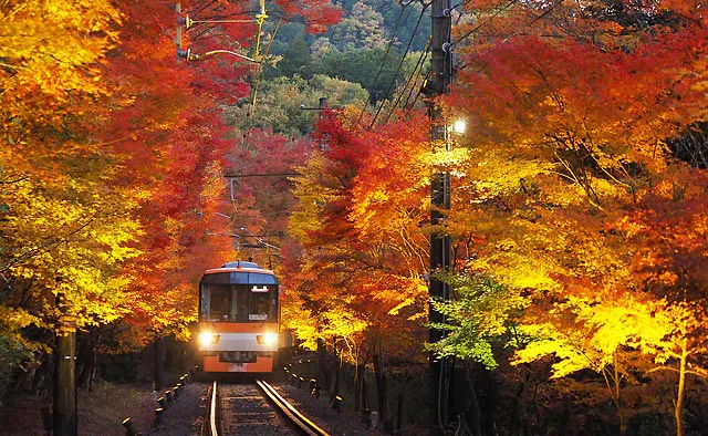 叡山電車（もみじのトンネル）：修学院から比叡山に通じる登山道「雲母坂（きららざか）」が名前の由来となった展望列車「きらら」。車両中央の8席が窓側へ向けて配置されているので、座ったままでも外の景色を正面に見ることができます