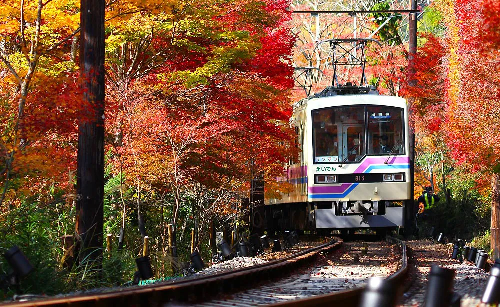 叡山電車（もみじのトンネル）：四季折々の景色が楽しめる約280本ものイロハモミジやオオモミジに囲まれた「もみじのトンネル」