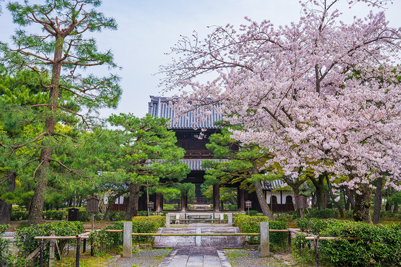 建仁寺の三門と桜