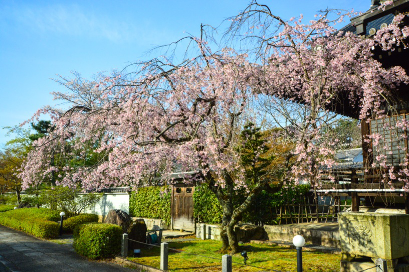 妙満寺の桜