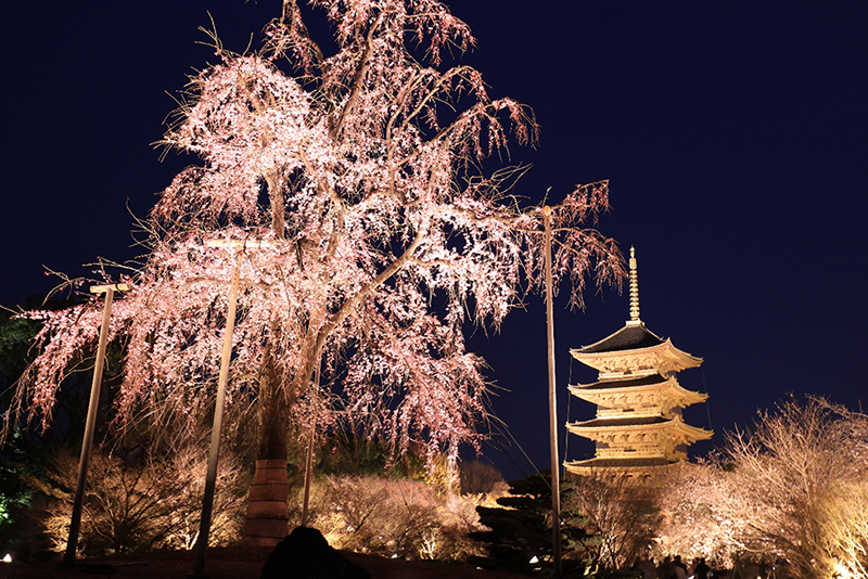 ライトアップされた東寺の夜桜