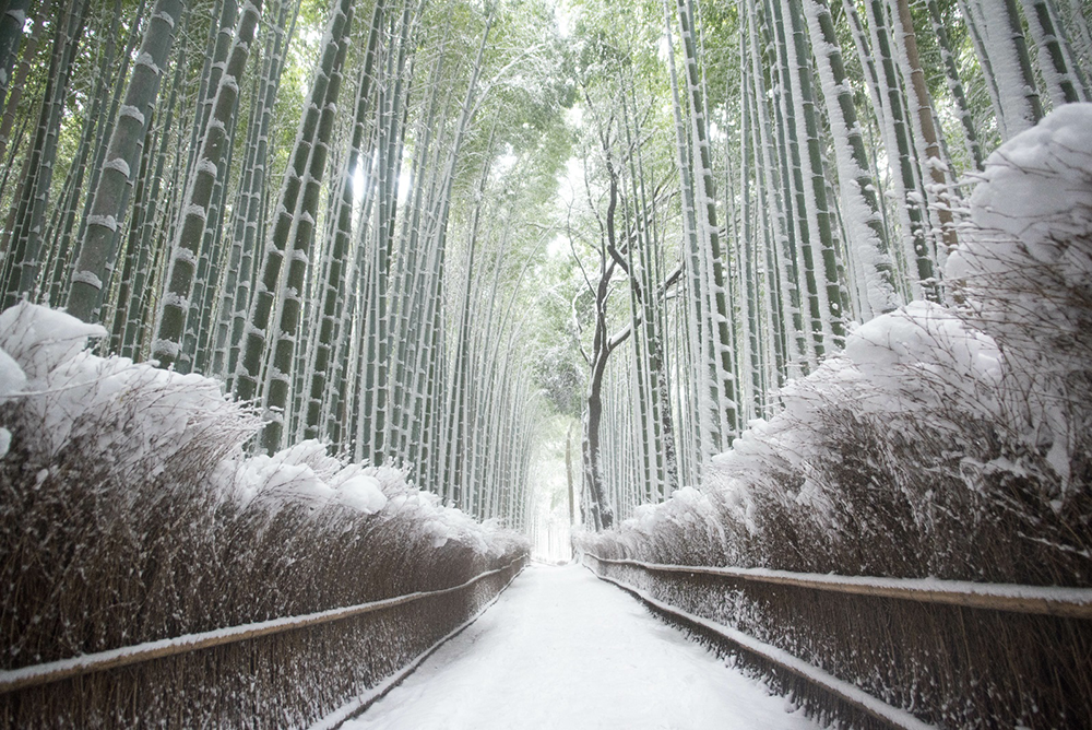 雪景色につつまれた竹林の小径