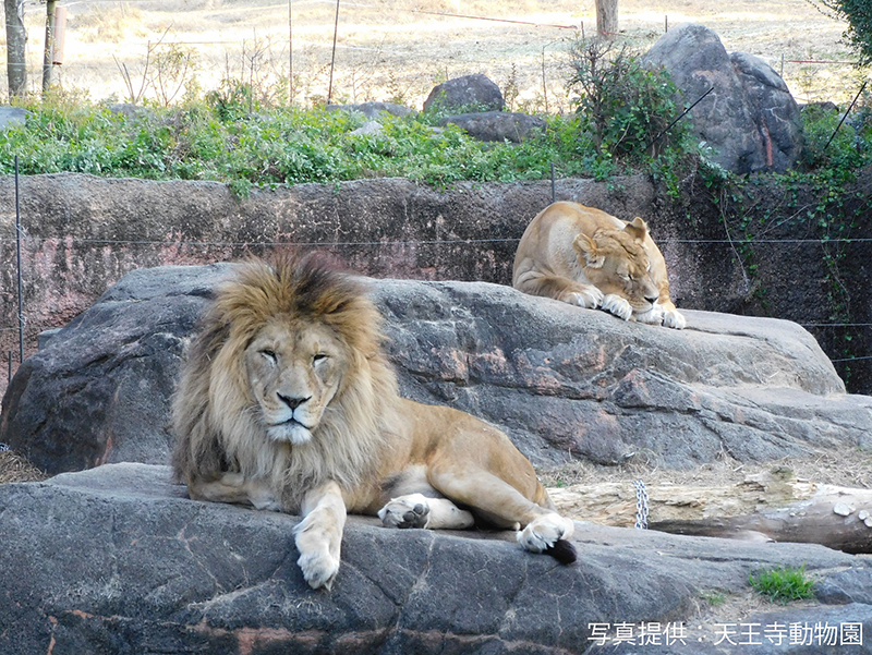 天王寺動物園　ライオン