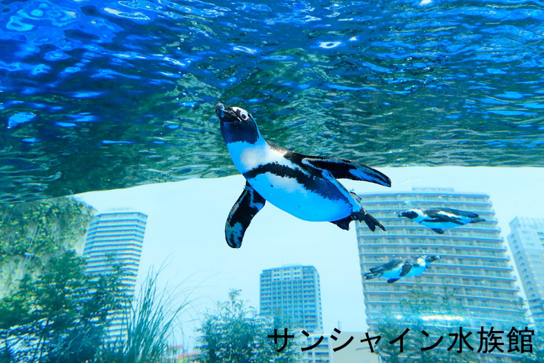 天空のペンギン