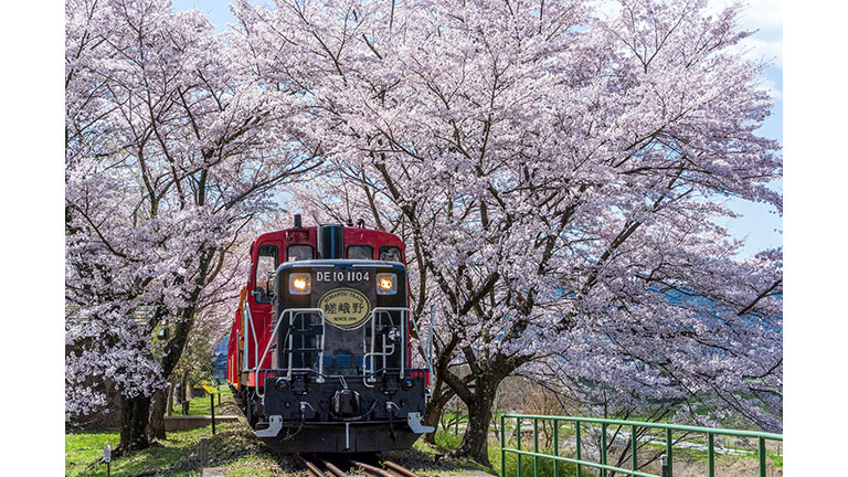 人気の絶景トロッコ＆京都牛贅沢御膳で春を満喫！