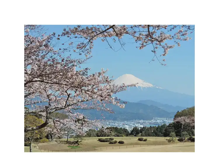 桜と富士山 イメージ