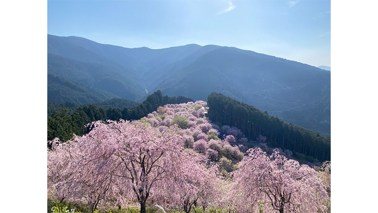 一生に一度は見たい！天空に浮かぶ桜の園「高見の郷」と「吉野山の桜」