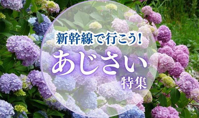 あじさい特集