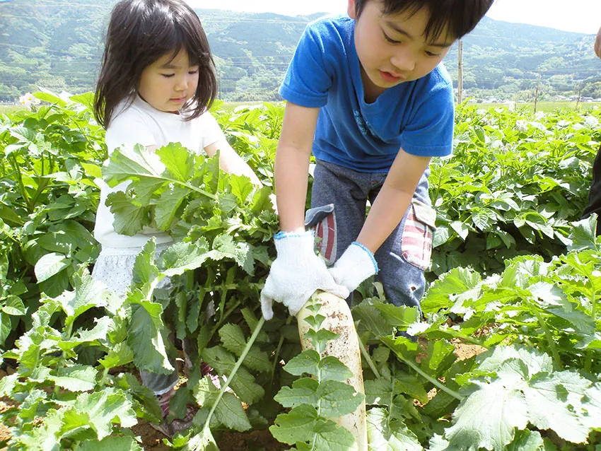 野菜の収穫体験