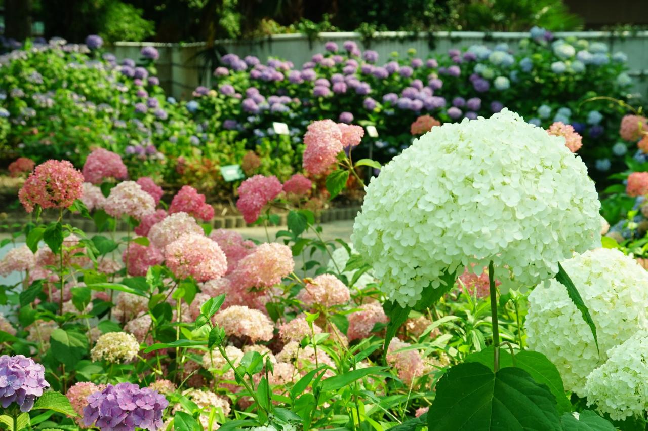 大塚性海寺歴史公園　あじさい(イメージ)　写真提供：稲沢市