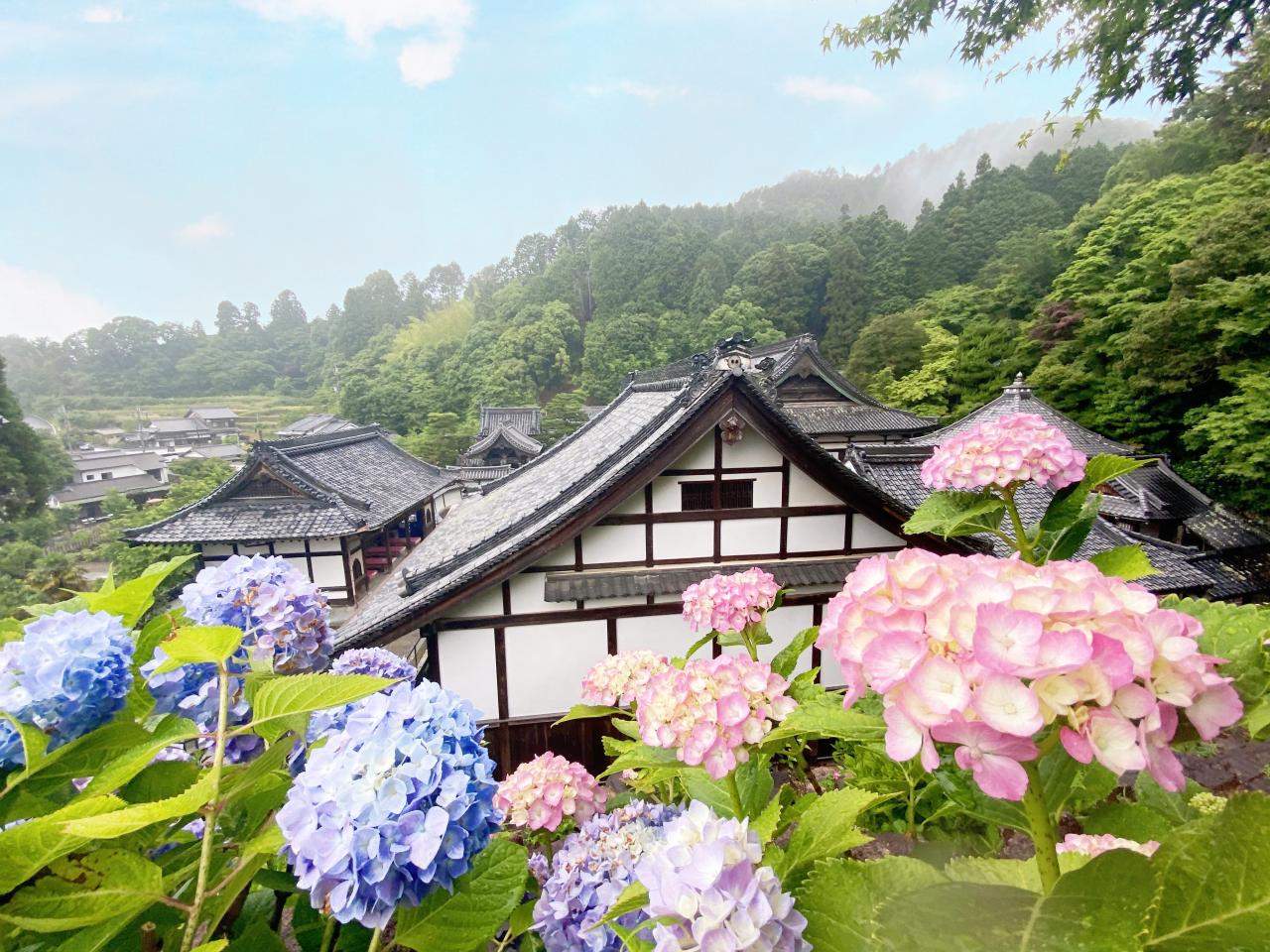 楊谷寺　あじさい（イメージ）