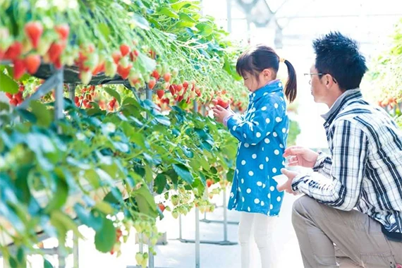 はままつフルーツパーク時之栖 いちご狩り（イメージ）