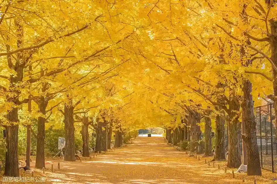 かたらいのイチョウ並木