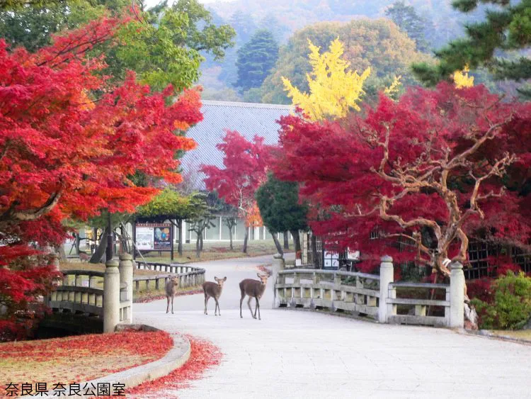 奈良公園