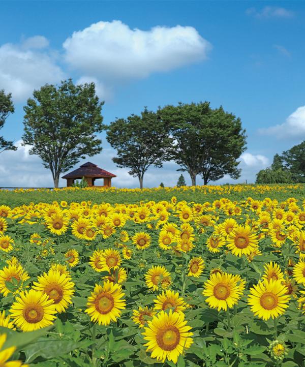 大暑 心に残る夏休みの体験を。涼を求めて家族で行く大暑の愛知・富士山