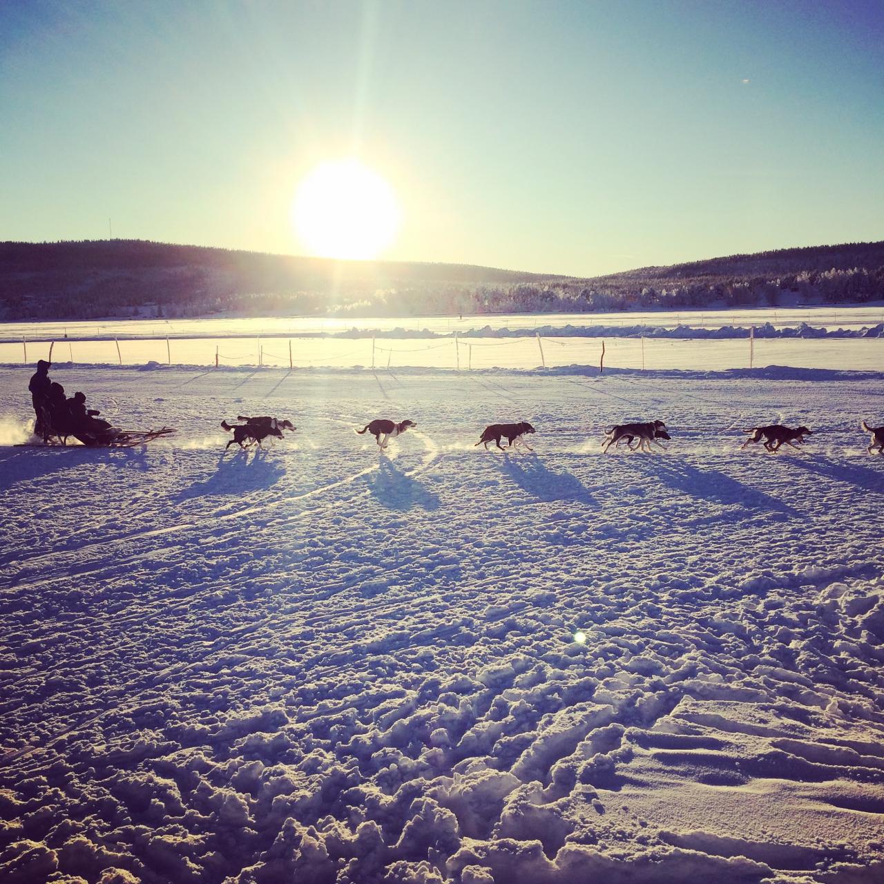 北極圏のキルナへ行ったときに見た犬ゾリ（写真提供：平澤まりこ）