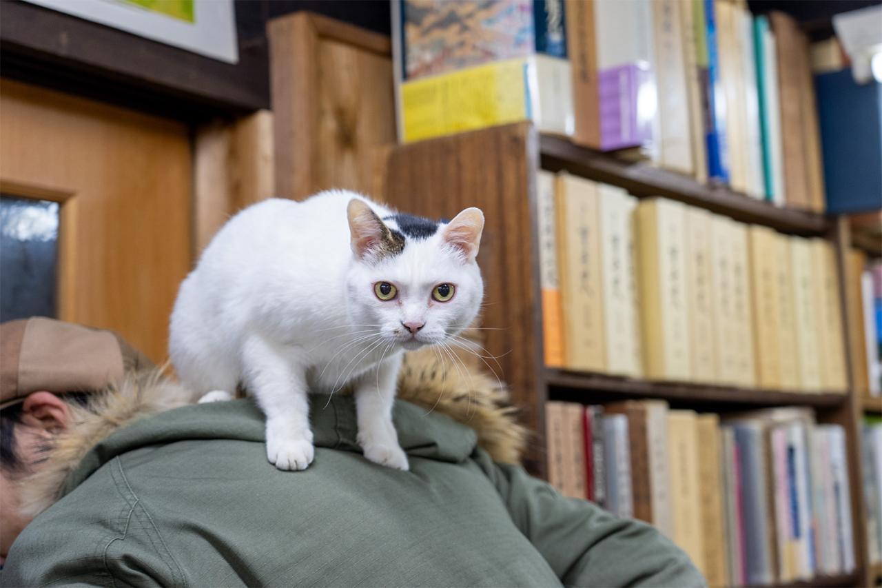 〈古本屋ぽらん〉看板猫のこまちちゃん