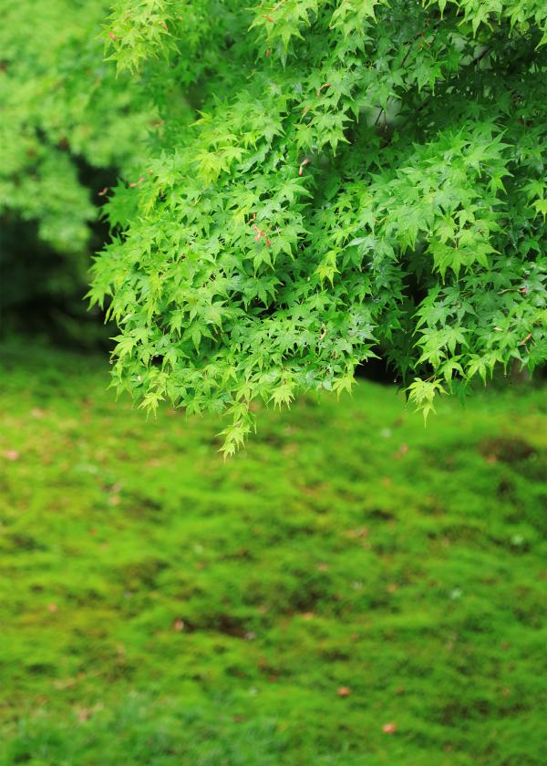 “雨”の日にこそ訪ねたい「青もみじ」の京都