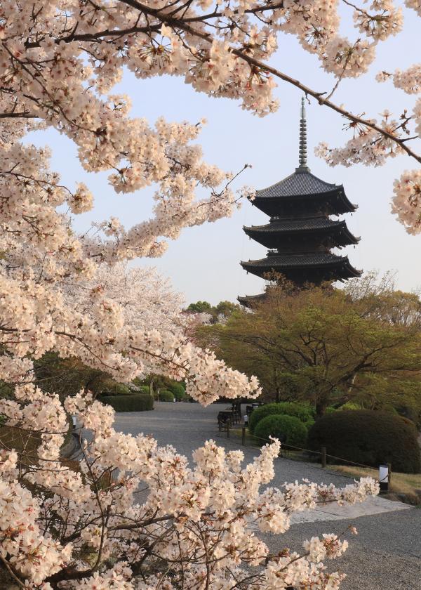 春の京都で、名所の桜をゆったり満喫
