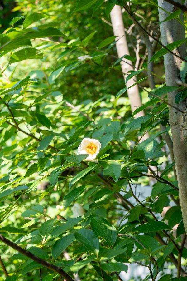 沙羅双樹の庭 特別公開〜沙羅の花を愛でる会（京都府）