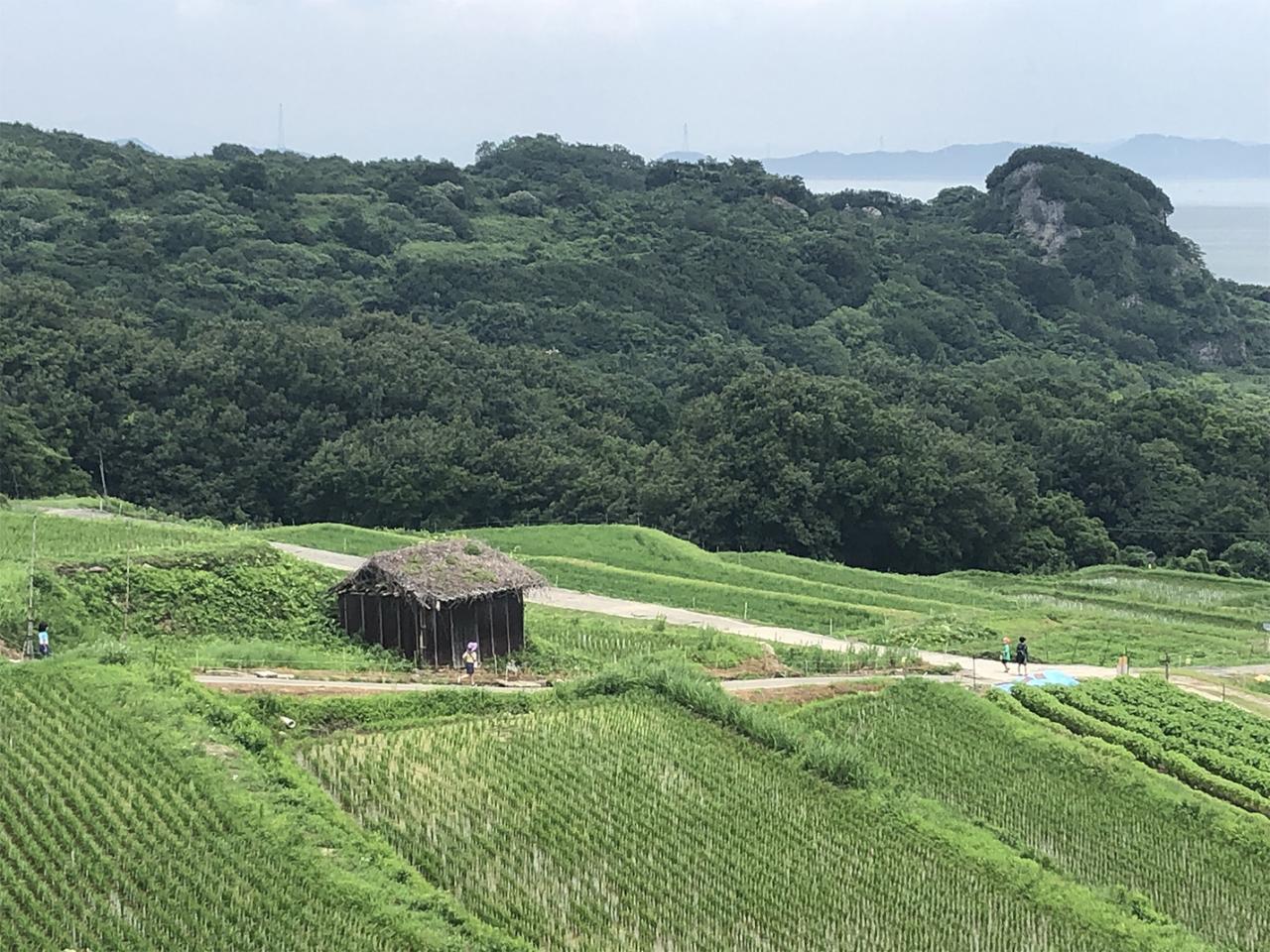 豊島の田園風景。田畑の真ん中にポツンとある小屋が好きで、日本でも海外でも必ず見つめてしまいます。小屋の前の道を走っているのが娘、とその仲間たちです。（写真提供：森祐子）
